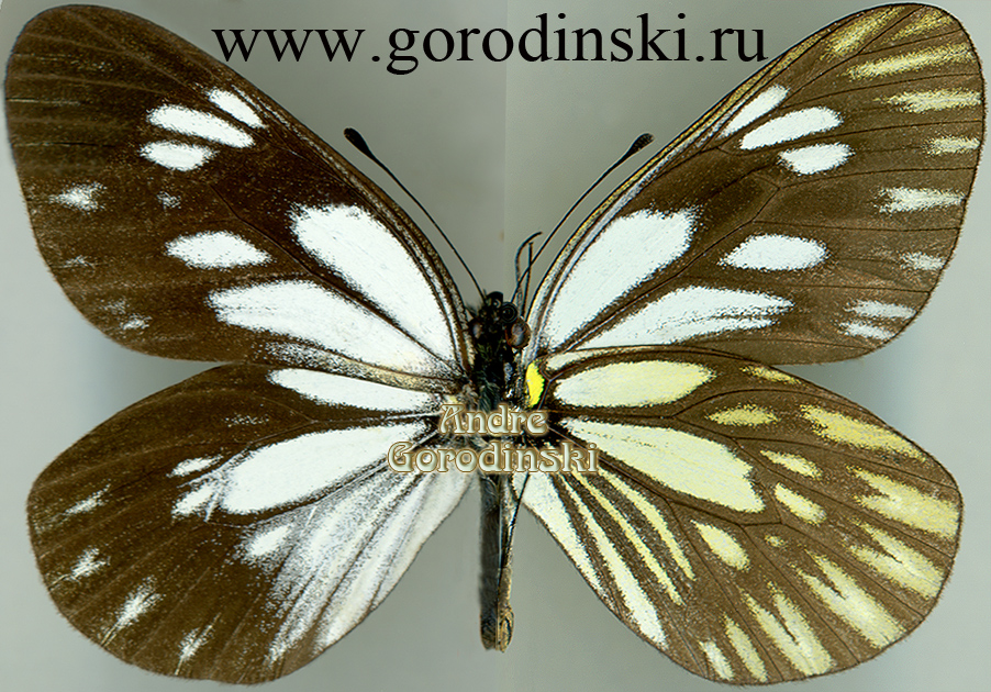 http://www.gorodinski.ru/pieridae/Aporia larraldei melania.jpg